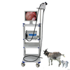 Videoendoscopio veterinario médico de alta calidad para animales pequeños WET-6000