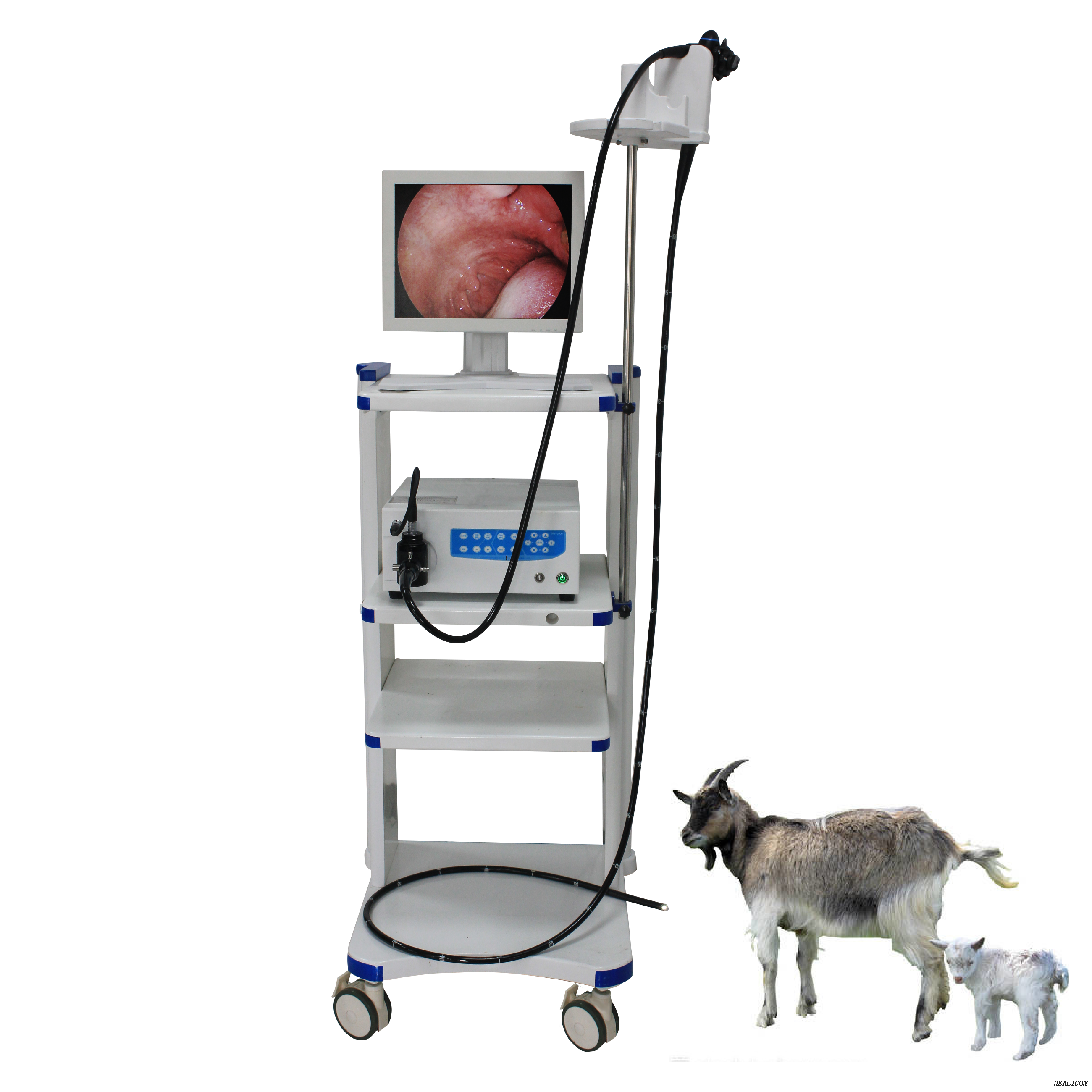 Videoendoscopio veterinario médico de alta calidad para animales pequeños WET-6000